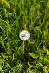 Close-up of white dandelion in dewy morning garden. Soft light highlights delicate seeds and fresh atmosphere. Macro nature detail.