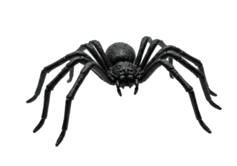 Isolated Large Black Spider Creepy and Detailed