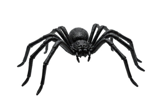 Isolated Large Black Spider Creepy and Detailed