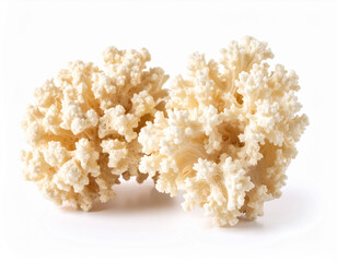 Corals two pieces of dried isolated on white background