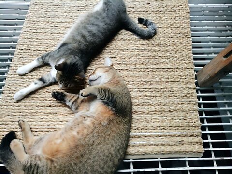 cats