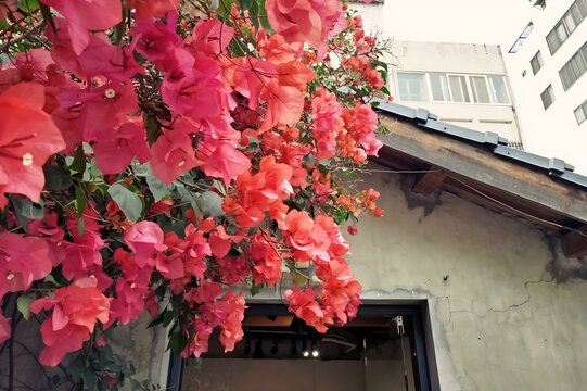 flowers on the window