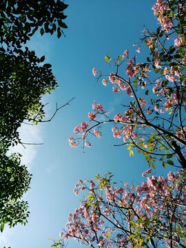 cherry tree in spring