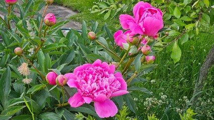 Sweden. Paeonia lactiflora (Chinese peony, Chinese herbaceous peony, or common garden peony) is a...