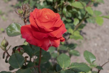 Beautiful blooming rose in a flowerbed.
