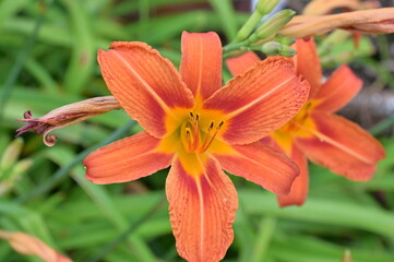 Daylily