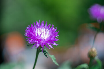 Flowering purple flower of persian cornflower or whitewash knapweed close-up. Psephellus dealbatus or centaurea dealbata is herbaceous plant the asteraceae family blooming in garden.