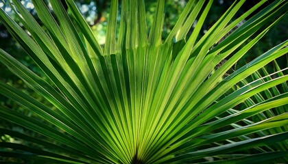 palm tree leaves in the garden
