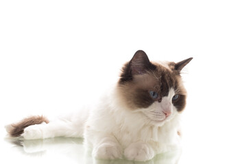 cat breed Ragdoll with long hair isolated on white background