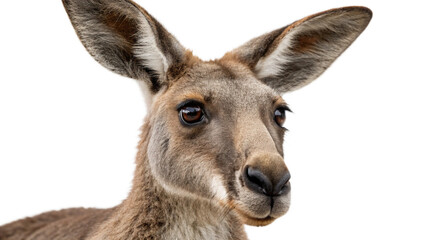 Fototapeta premium Kangaroo, isolated transparent background