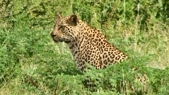 On the prowl. A sleek leopard moves gracefully through dense greenery, its spotted coat blending with the wild surroundings. Each step embodies stealth, strength, and the untamed beauty of nature.