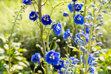 Close-up of Blue Delphinium flowers in Bloom in Springtime