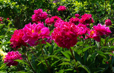 Fototapete bei efototapeten.de bestellen   