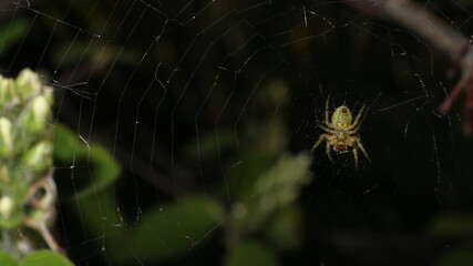 spider on web