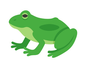 green frog on white background