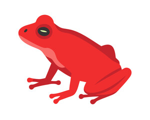 red  tree frog isolated on white