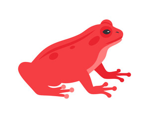 red tree frog
