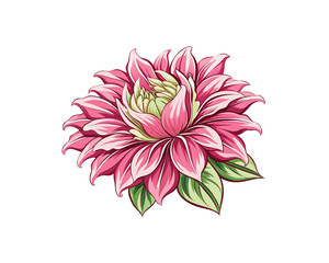 Pink Chrysanthemum Watercolor Illustration
Tropical Mum Flower Hand-Drawn Watercolor vector Art