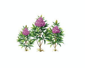 "Pink Oleander Flower Bushes – Hand-Drawn Botanical Illustration Isolated on" Blooming Rhododendron Trees in Spring Garden Illustration"
 White Background"