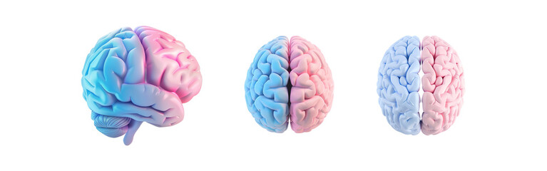 3D Brain with Blue and Pink Halves Symbolizing Gender Differences on a Transparent Background