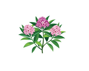 "Pink Oleander Flower Bushes – Hand-Drawn Botanical Illustration Isolated on" Blooming Rhododendron Trees in Spring Garden Illustration"
 White Background"