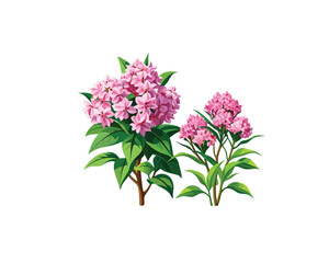 "Pink Oleander Flower Bushes – Hand-Drawn Botanical Illustration Isolated on" Blooming Rhododendron Trees in Spring Garden Illustration"
 White Background"