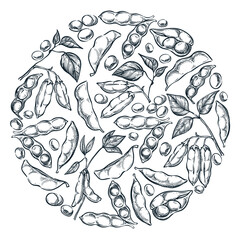Soybean label, food packaging, print design element. Vector sketch illustration of soybeans, pods, seeds on green plant