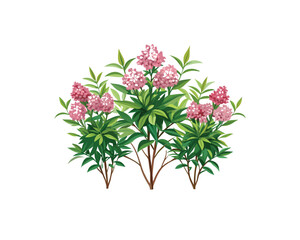 "Pink Oleander Flower Bushes – Hand-Drawn Botanical Illustration Isolated on" Blooming Rhododendron Trees in Spring Garden Illustration"
 White Background"