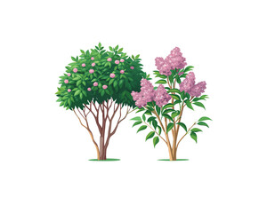 "Pink Oleander Flower Bushes – Hand-Drawn Botanical Illustration Isolated on" Blooming Rhododendron Trees in Spring Garden Illustration"
 White Background"
