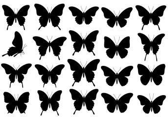 The Enchanting Dance of Butterflies A Symphony of Wings Unveiling Nature's Beauty and Inspiring Transformations Through Delicate Flight Patterns
