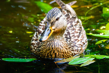 Female Mallard and two Ducklings, Bakethin Reservoir, Kielder, Northumberland June 2025