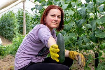A dedicated farmer woman proudly holds a freshly picked cucumber, showcasing her hard work and...