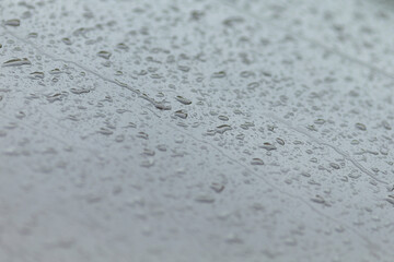 Raindrops gently accumulate on a smooth surface, vividly demonstrating the fascinating behavior of...