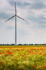 Cover page with beautiful meadow field farm landscape, poppies and marguerite flowers, wind turbines to produce green energy in Germany, at sunset warm illumination and blue sky.