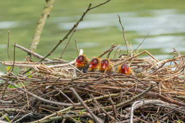 Few-day-old coot chicks (Fulica atra) in their nest.