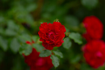 This captivating image features bright red berries among lush green foliage, creating a serene scene that highlights the vibrant fruit and elegant leaves, adding depth to the composition