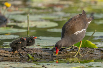 A Common Moorhen (Gallinula chloropus) brings food to its few-day-old chick.