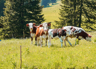 Naklejka premium Group of cows standing and grazing on a green alpine meadow in summer, surrounded by wildflowers, forest and sunlight — calm scene of rural farming and natural life.