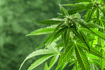 A close-up of a cannabis plant with serrated leaves and young flower buds on a blurred green background.