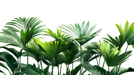 Tropical green palm trees, realistic isolated on white or transparent  background