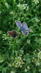 butterfly on a flower