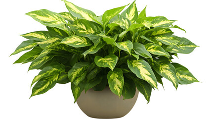 Vibrant Green Plant with Striking Yellow Stripes in a Simple Pot isolated on white or transparent  background