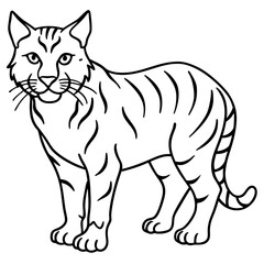 Wildcat Sketch line art vector