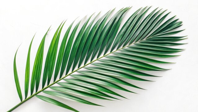 Vibrant palm leaf close-up tropical environment nature photography calm setting natural texture plant life for eco-themed projects