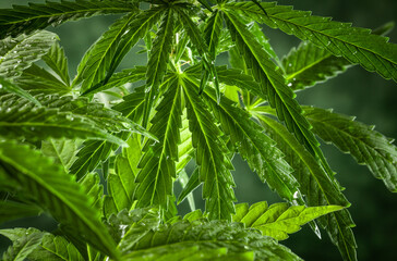 A close-up of a cannabis plant with serrated leaves and young flower buds on a blurred green background.