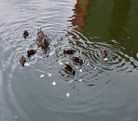 An adorable female duck and her adorable ducklings happily swim in the serene waters, creating...