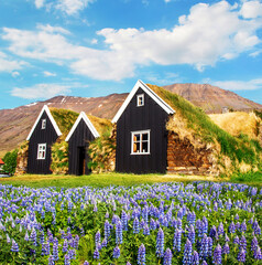 Beautiful landscape with traditional wooden housing with moss-covered roofs and flowers of lupine in a front in museum in Holar, Iceland. Exotic countries. Amazing places.