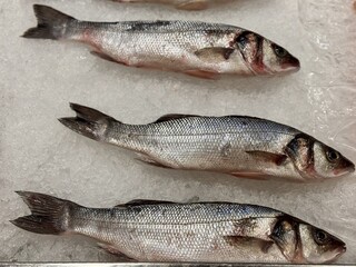 Whole frozen chilled sea bass fish lies on shallow ice in the window of a fish supermarket. Close-up