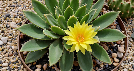 Obraz premium yellow cactus flower