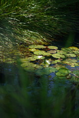 Serene Water Lily Pond Lush Green Foliage and Tranquil Waters